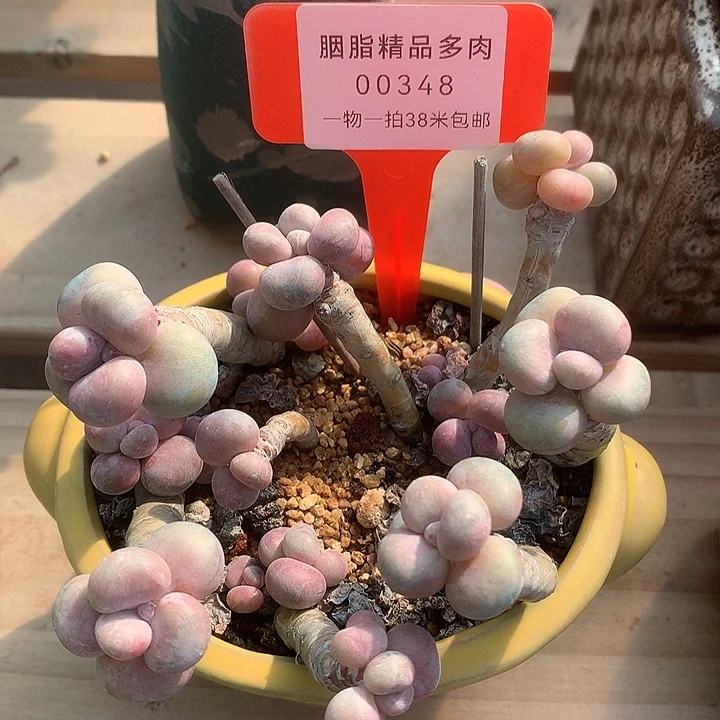 00348薄涂卡涂涂姐姐