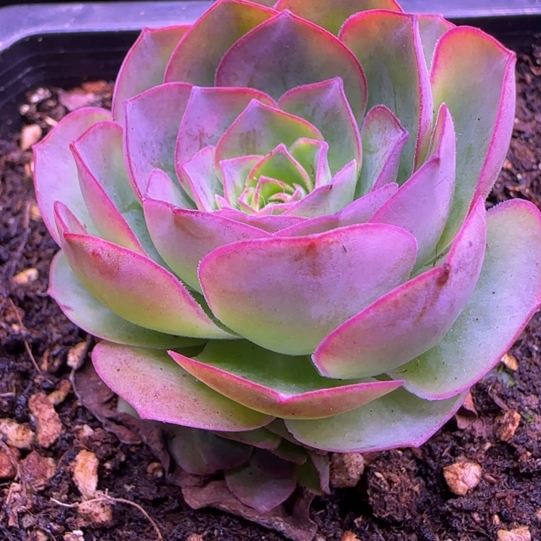 4厘米米奇头玫瑰11242434646