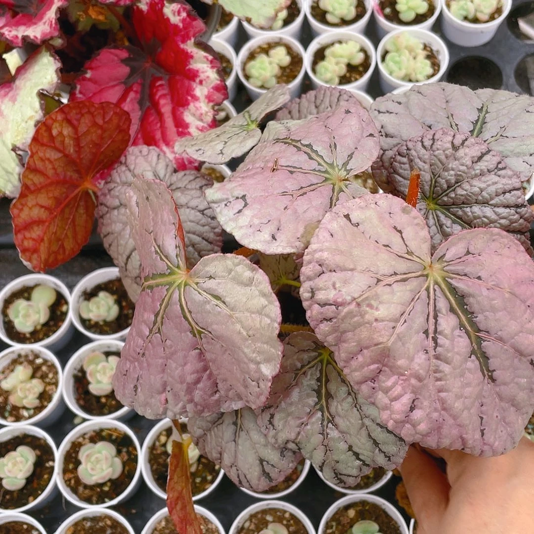 ?****y银币盆一个满25包邮