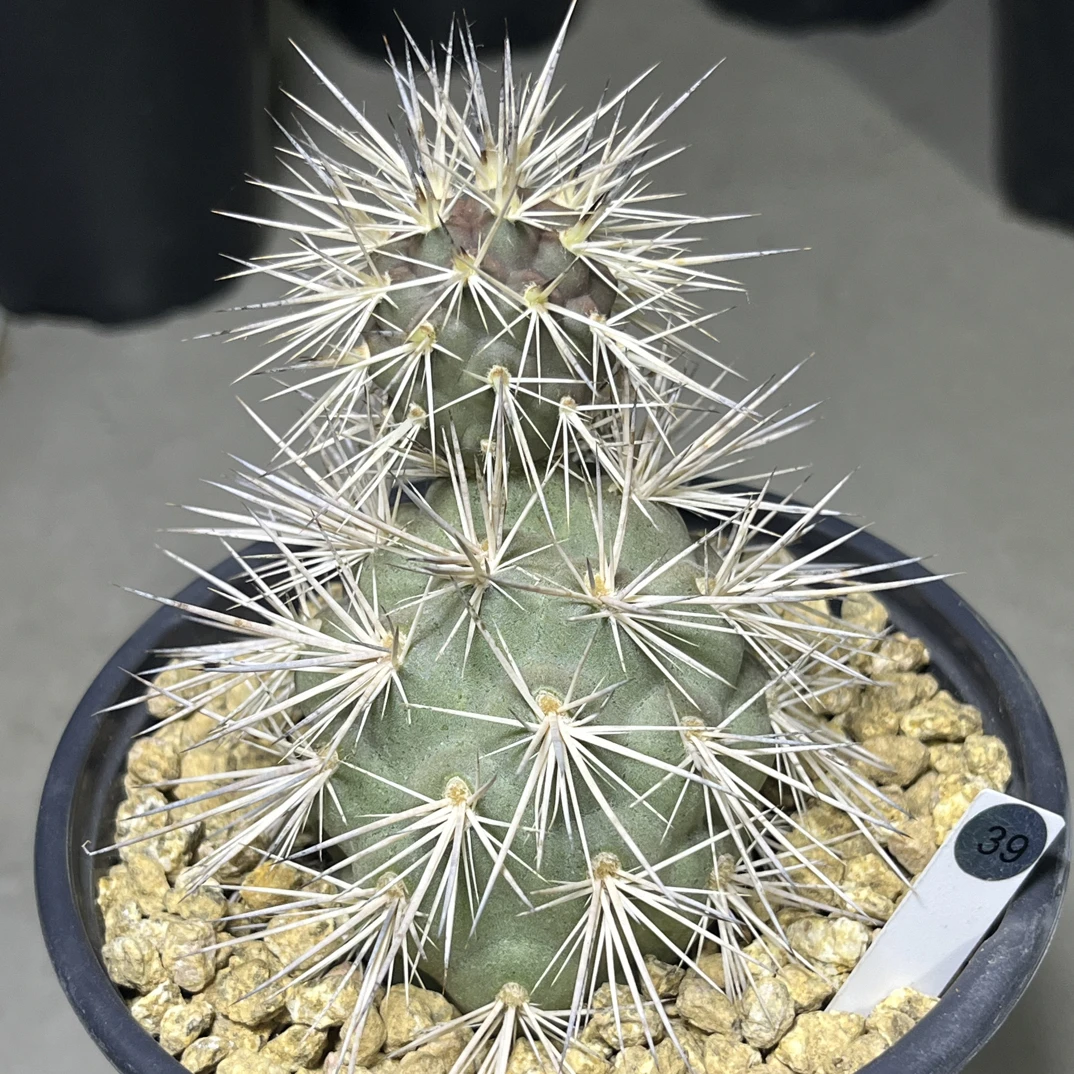 39号灰色刺习志野，已养定可带盆发货