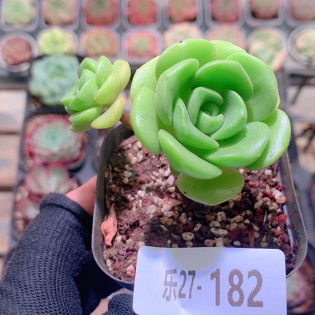 乐然27-182 百合丽丽