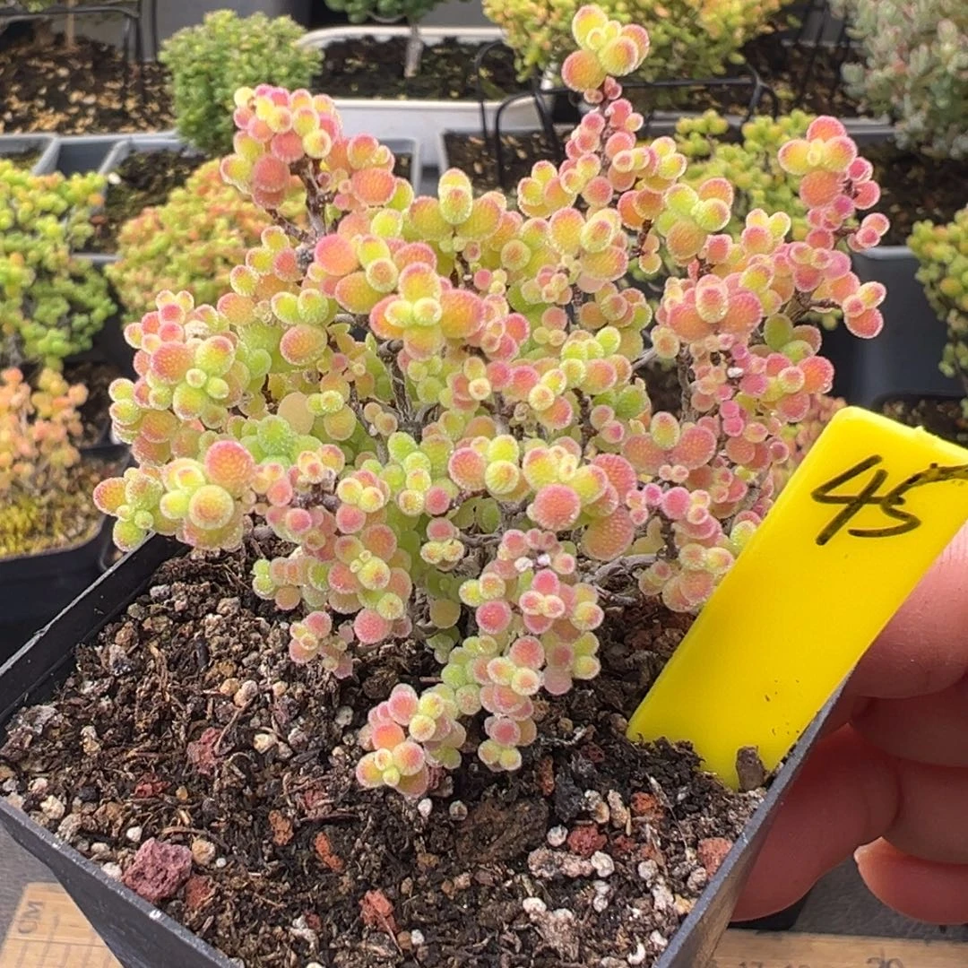 蜜橘糖球45号5.5cm盆