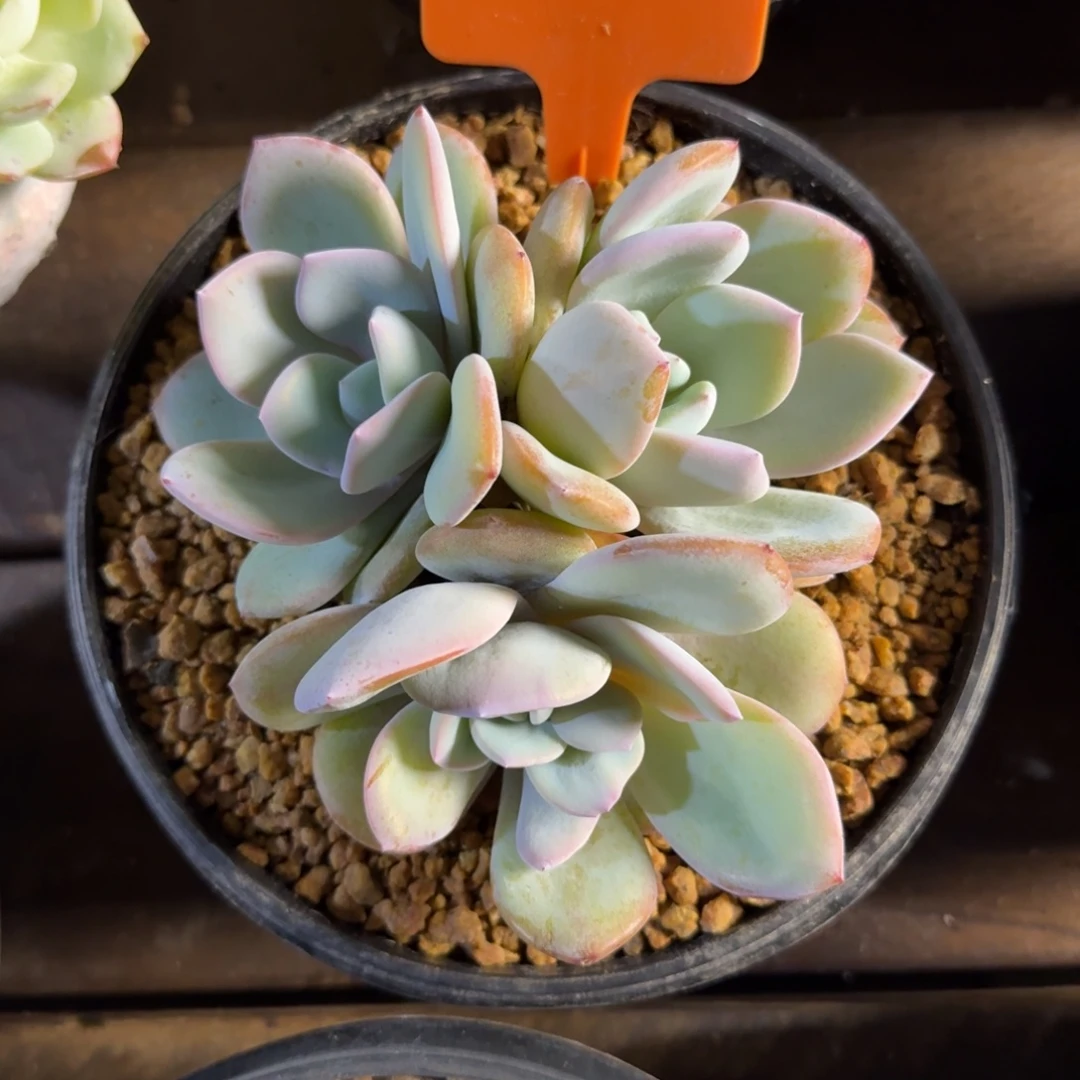 奶茶111111111111111111111