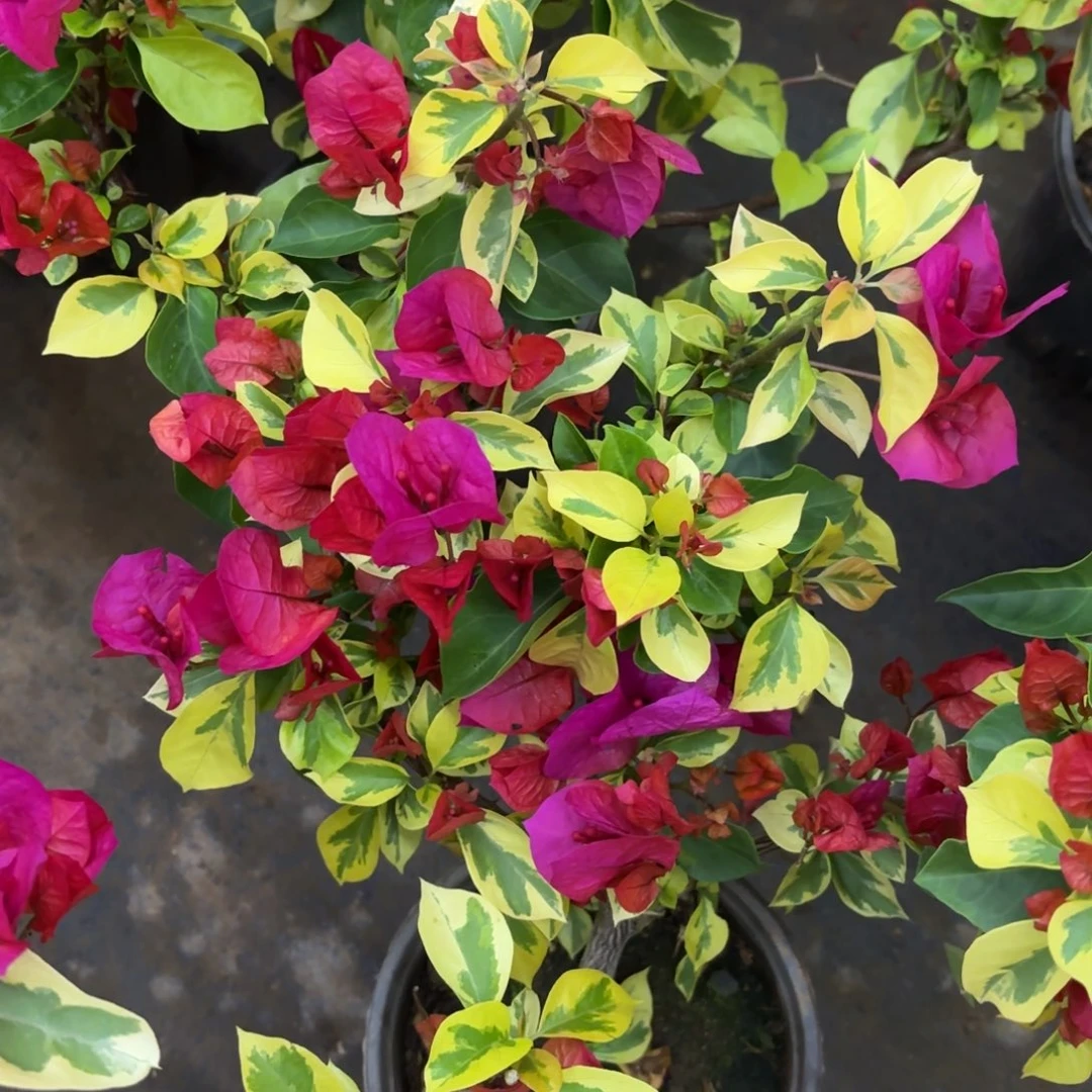 完全开放（拉菲泰）三角梅会落花落叶会光杆苗有大有小