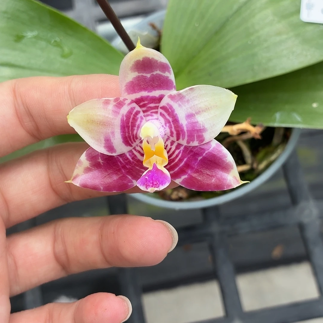 当前无花朵，栽培后可花朵A1823