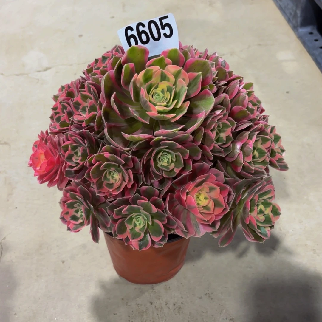 无花朵6605七彩石11111111