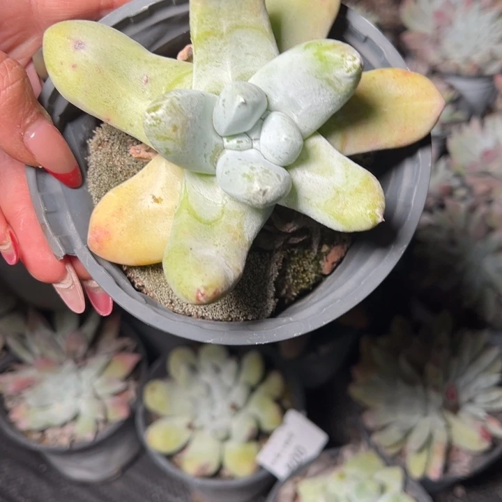 007哈哈哈哈哈哈哈多肉