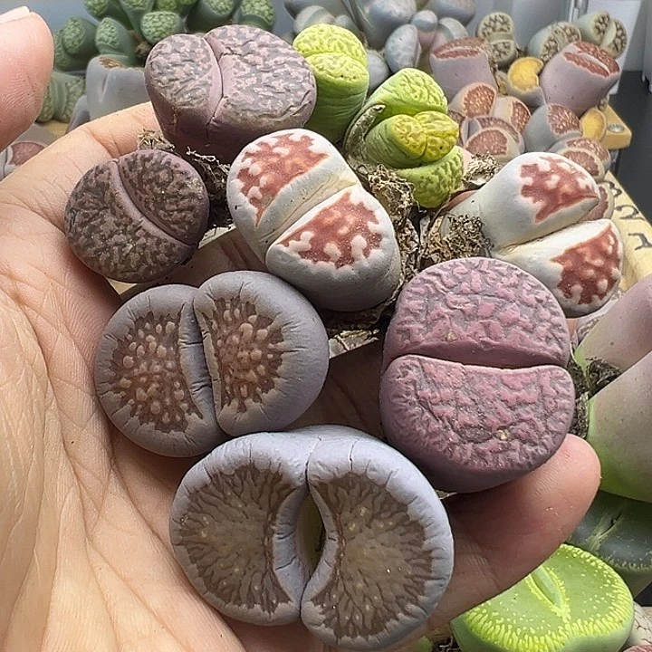 4358 有伤长腿清货不售后