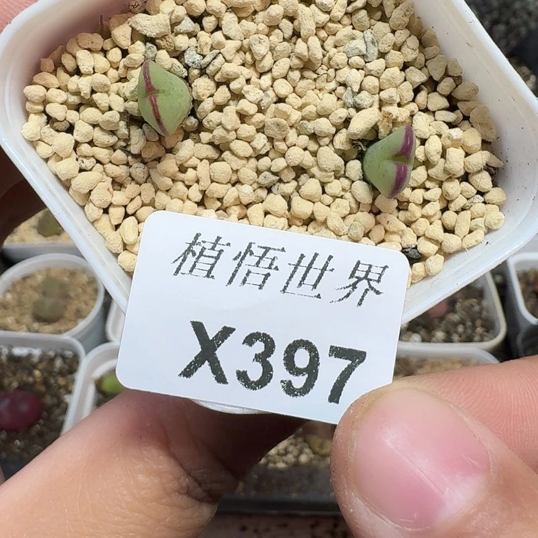 多肉植物的润泽额c