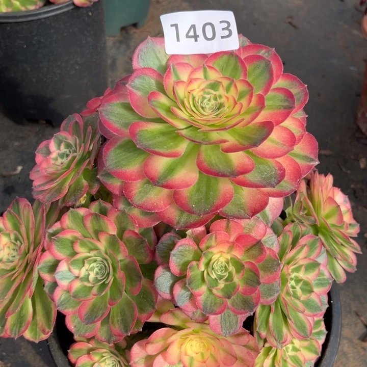 海鲜特价多肉发货