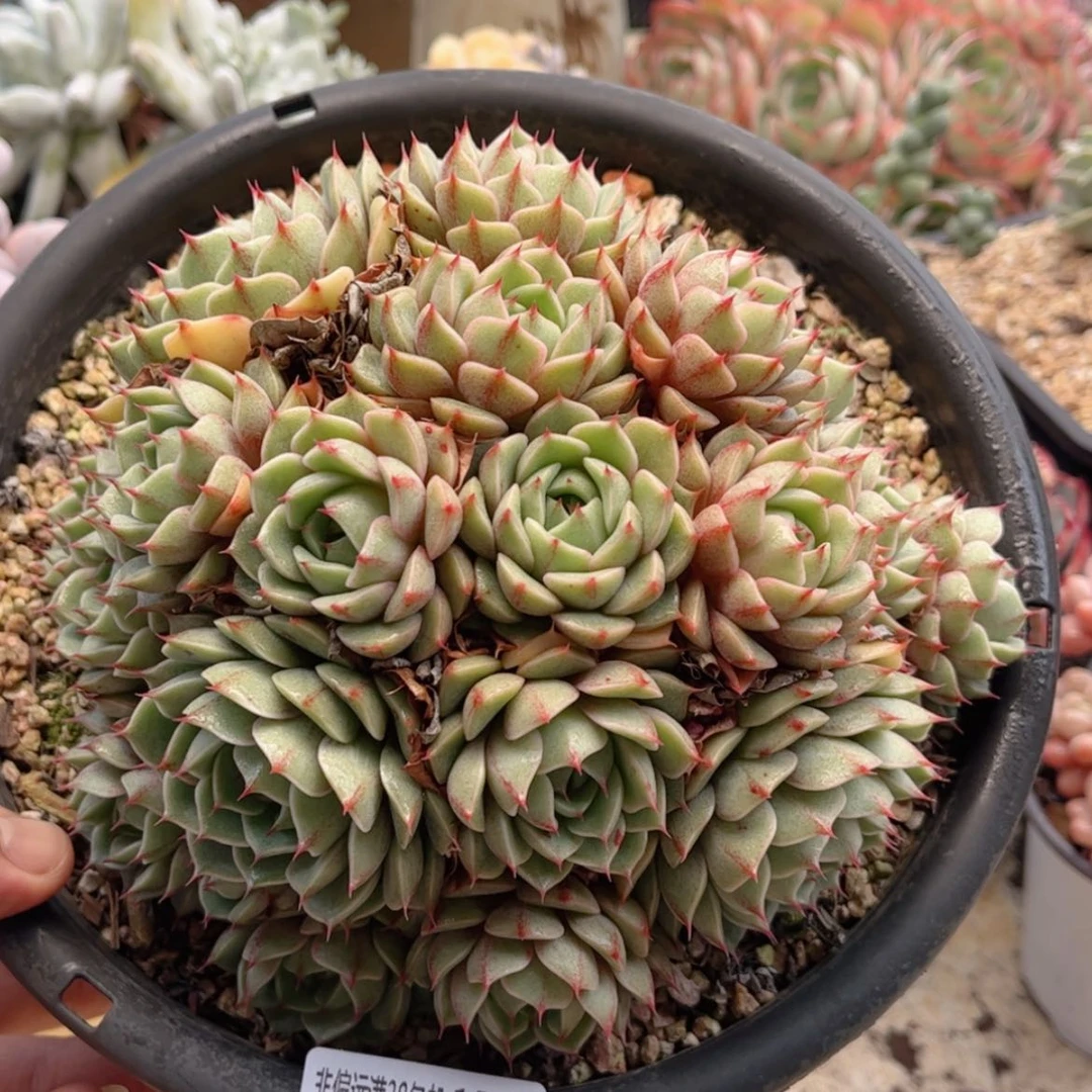 【闪购商品】1546笨吧