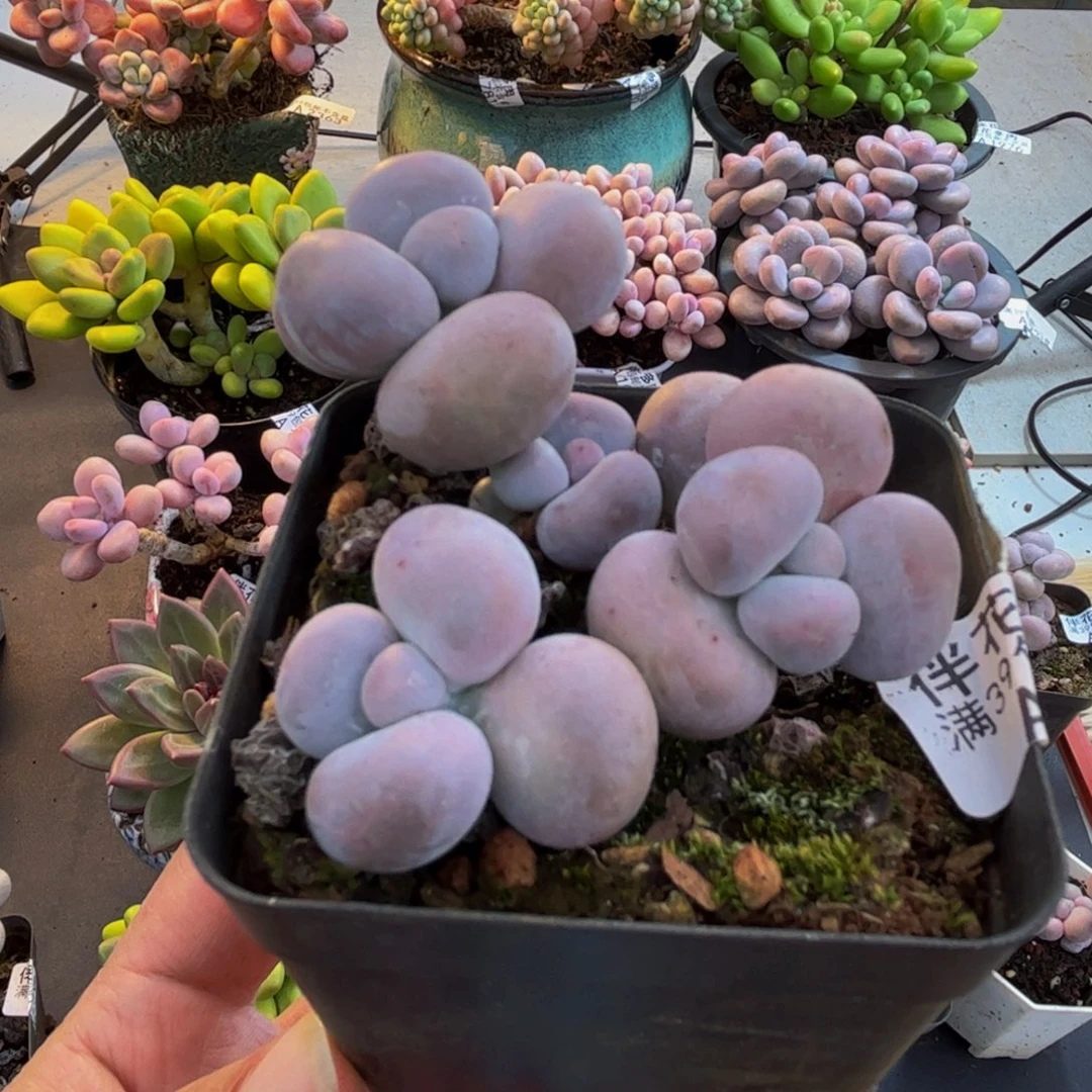 1664芭比奶酪6cm多肉