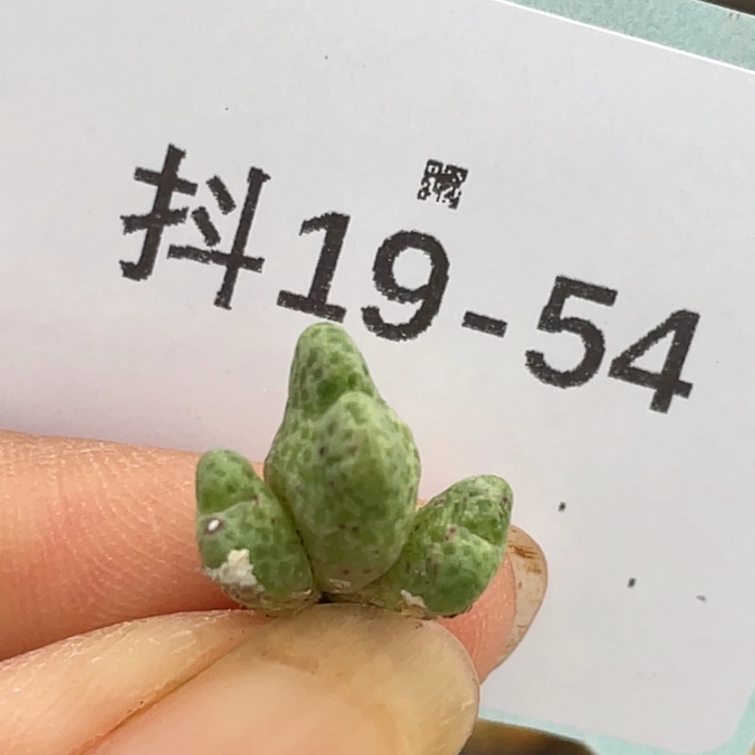 19-54斑马多肉植物
