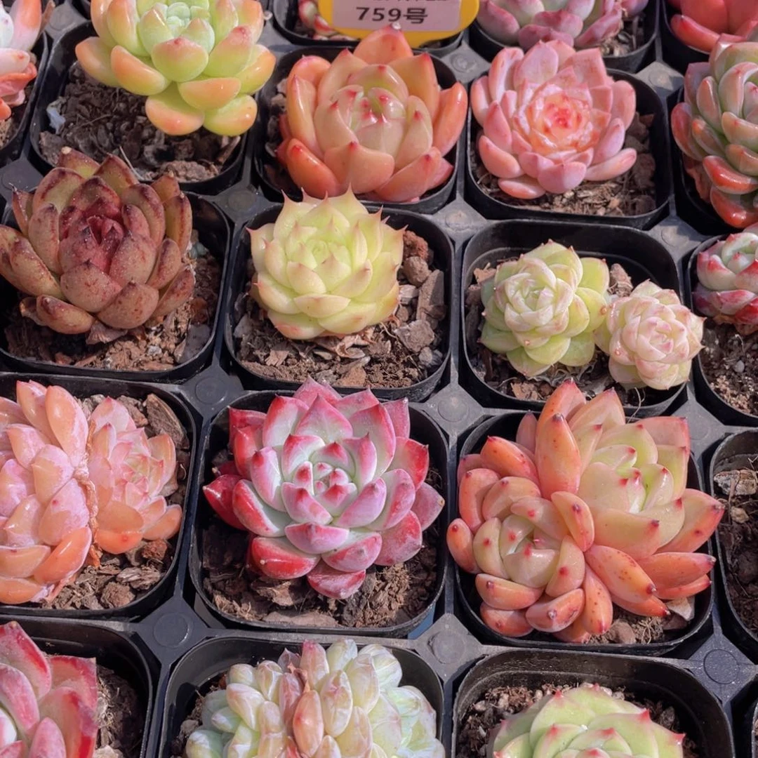 759号精品美肉组合五个