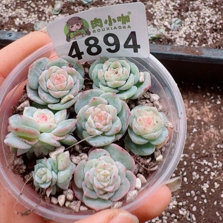 多肉植物多肉植物