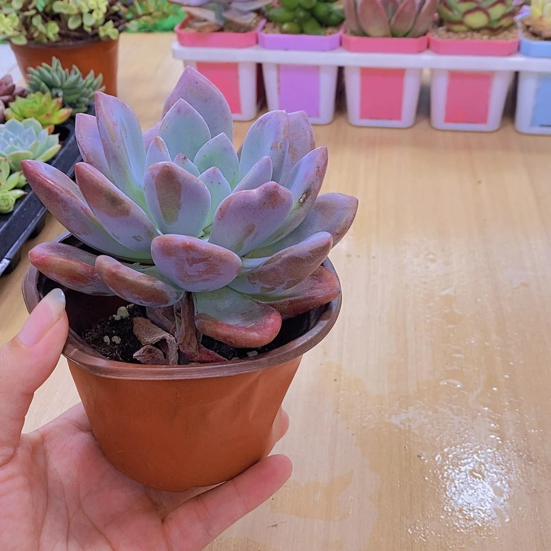 无花朵多肉植物奥普琳娜120