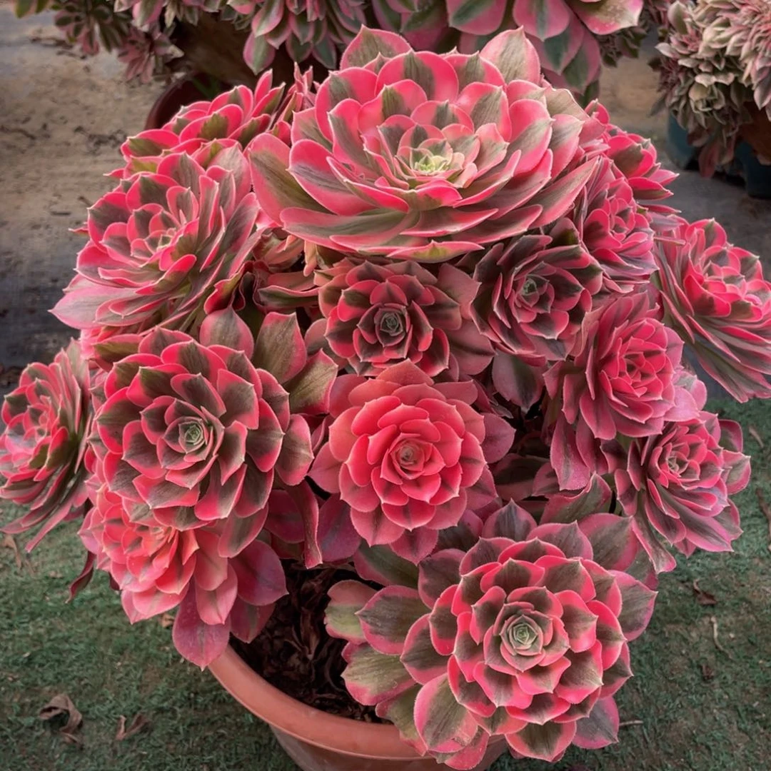 h***n204七彩石精品法师多肉