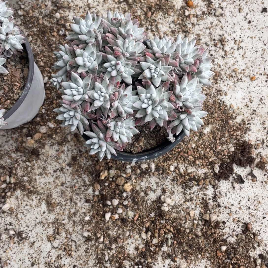 简*白菊一物一拍一颗