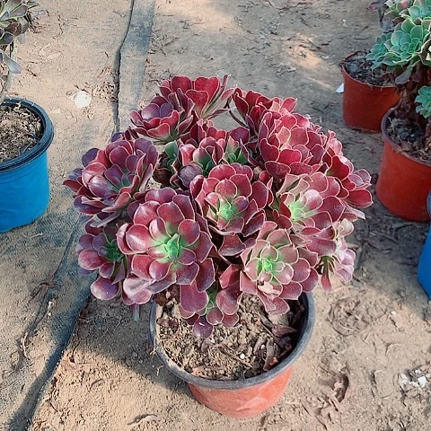 欧子多肉植物法师5