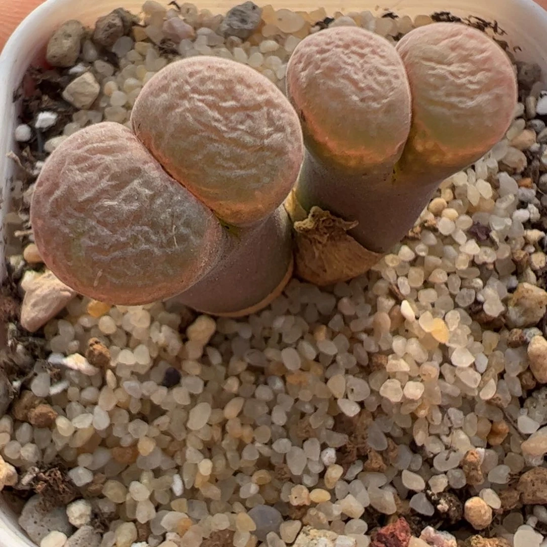 473 好看的多肉冲冲冲