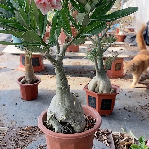 【闪购商品】无花朵小*粉