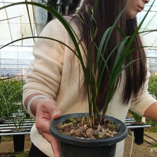 完全开放春剑奇花，1花剑