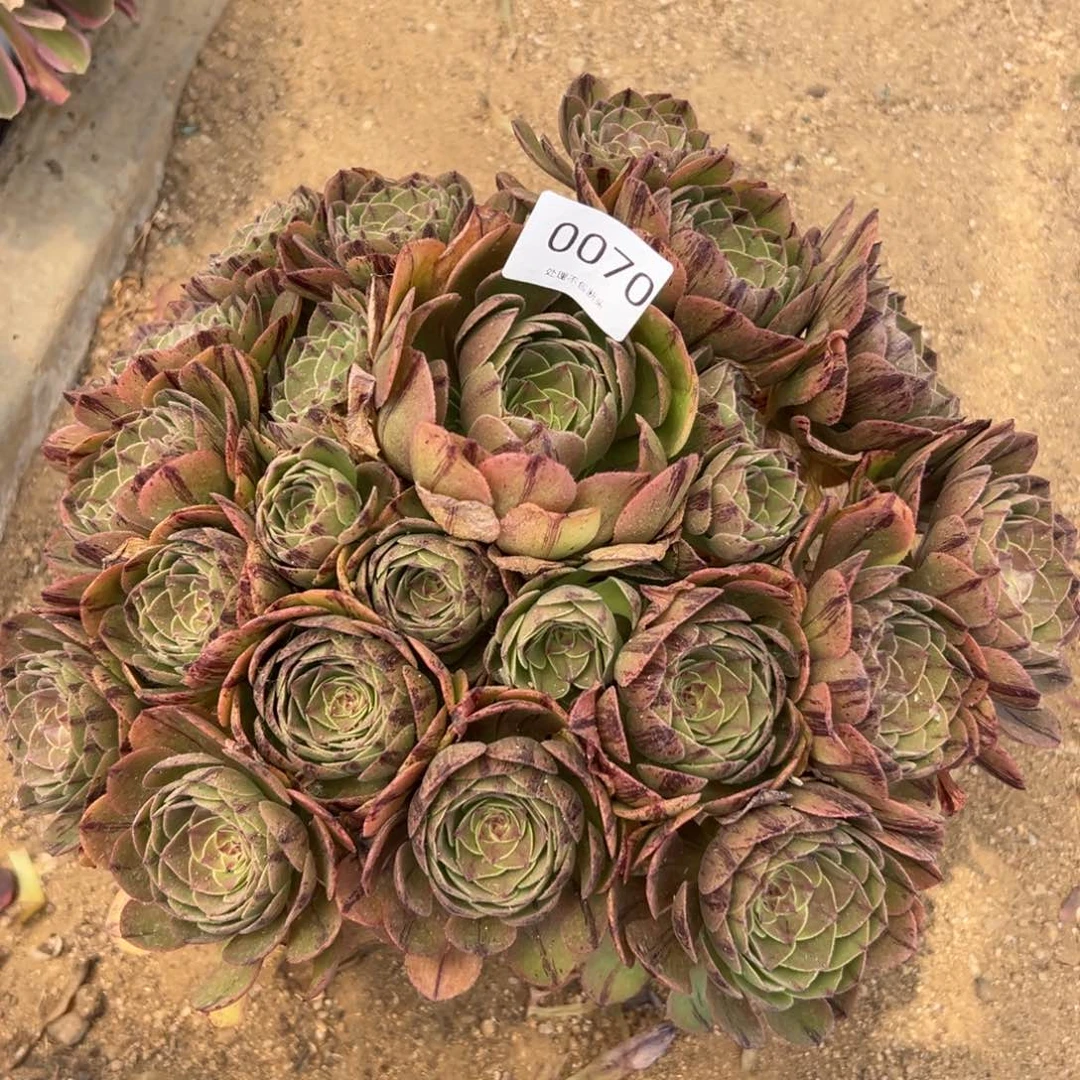 070多肉  万拉丝