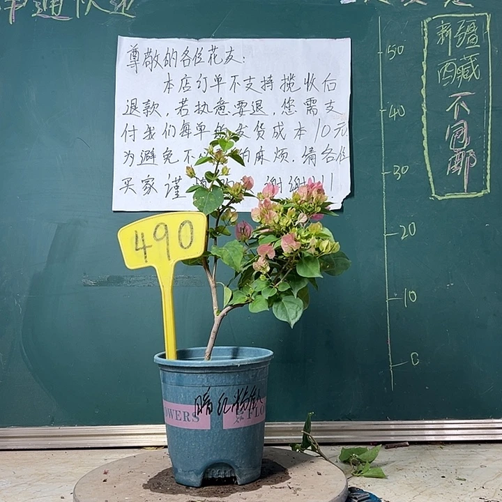 完全开放 暗斑红粉佳人  490