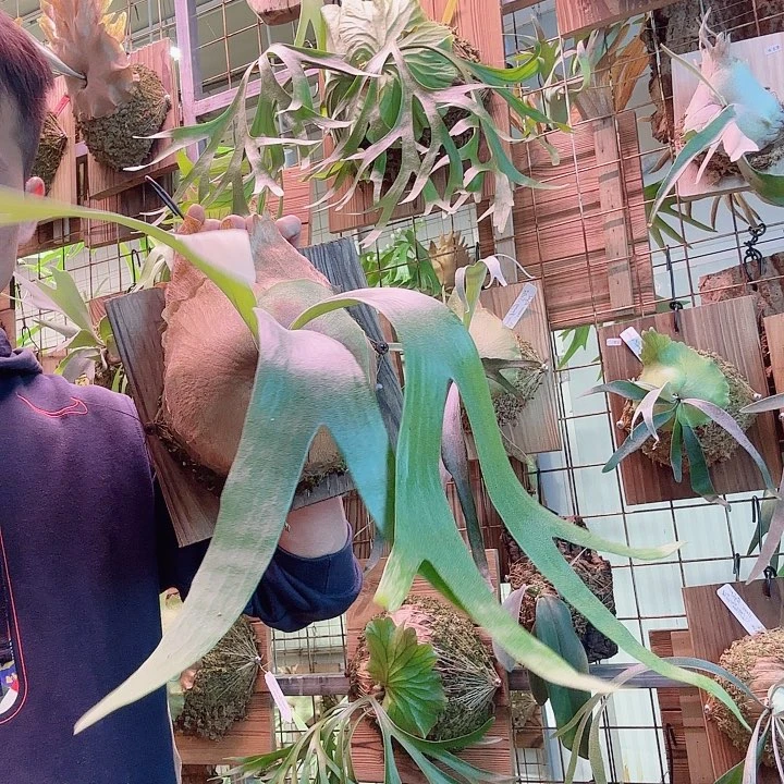 无花朵卷卷鹿000041