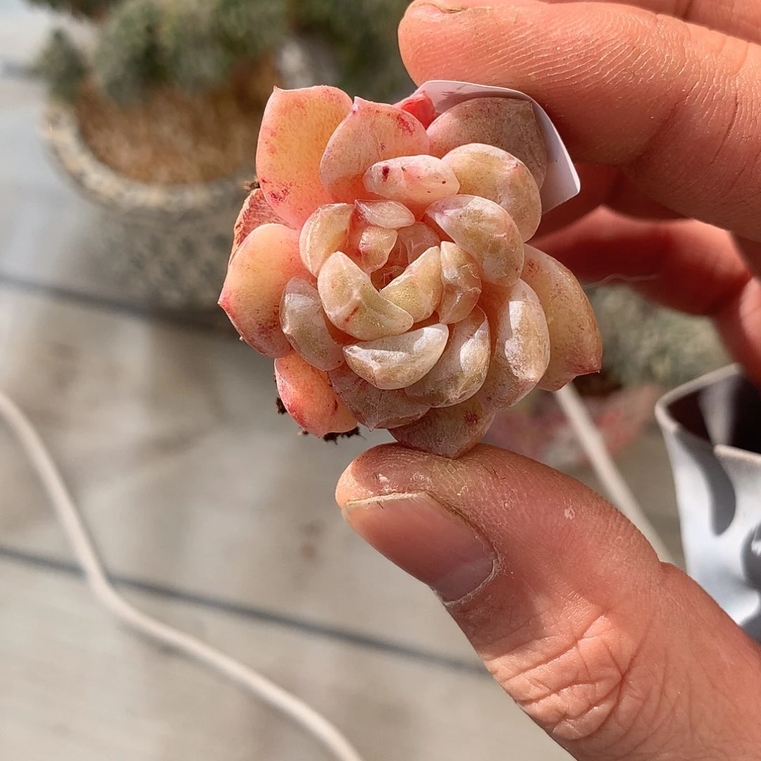 苏***萱395冰魄石化一颗4厘米