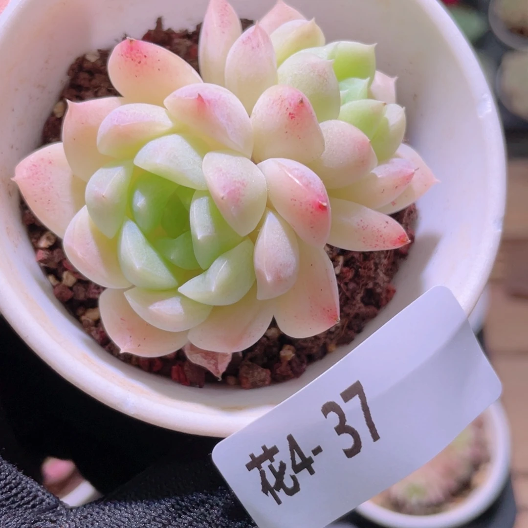 花利美4-37白雪双头