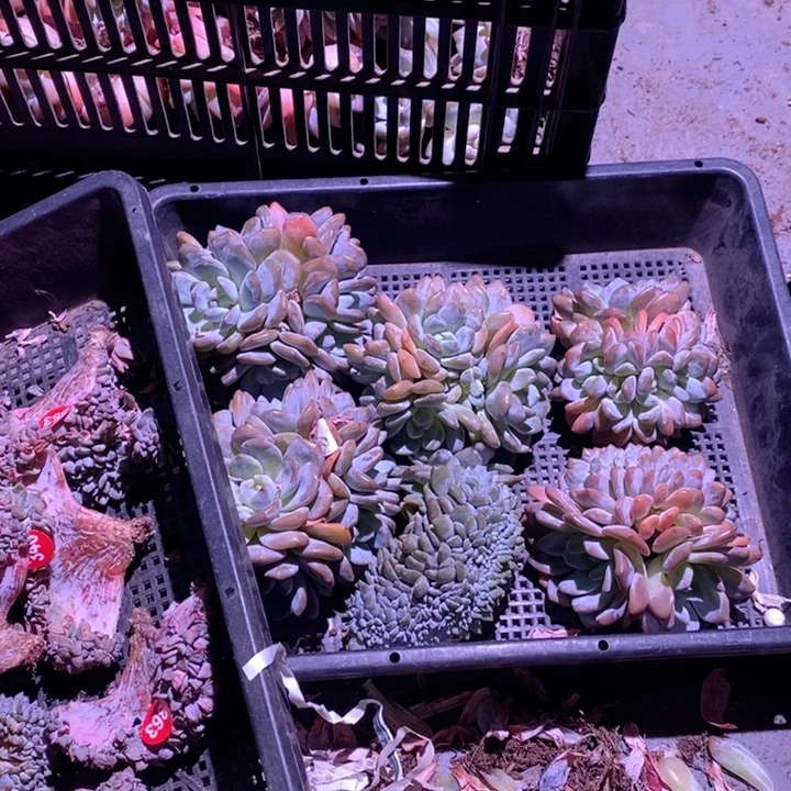财***爱随机送一颗呀呀呀