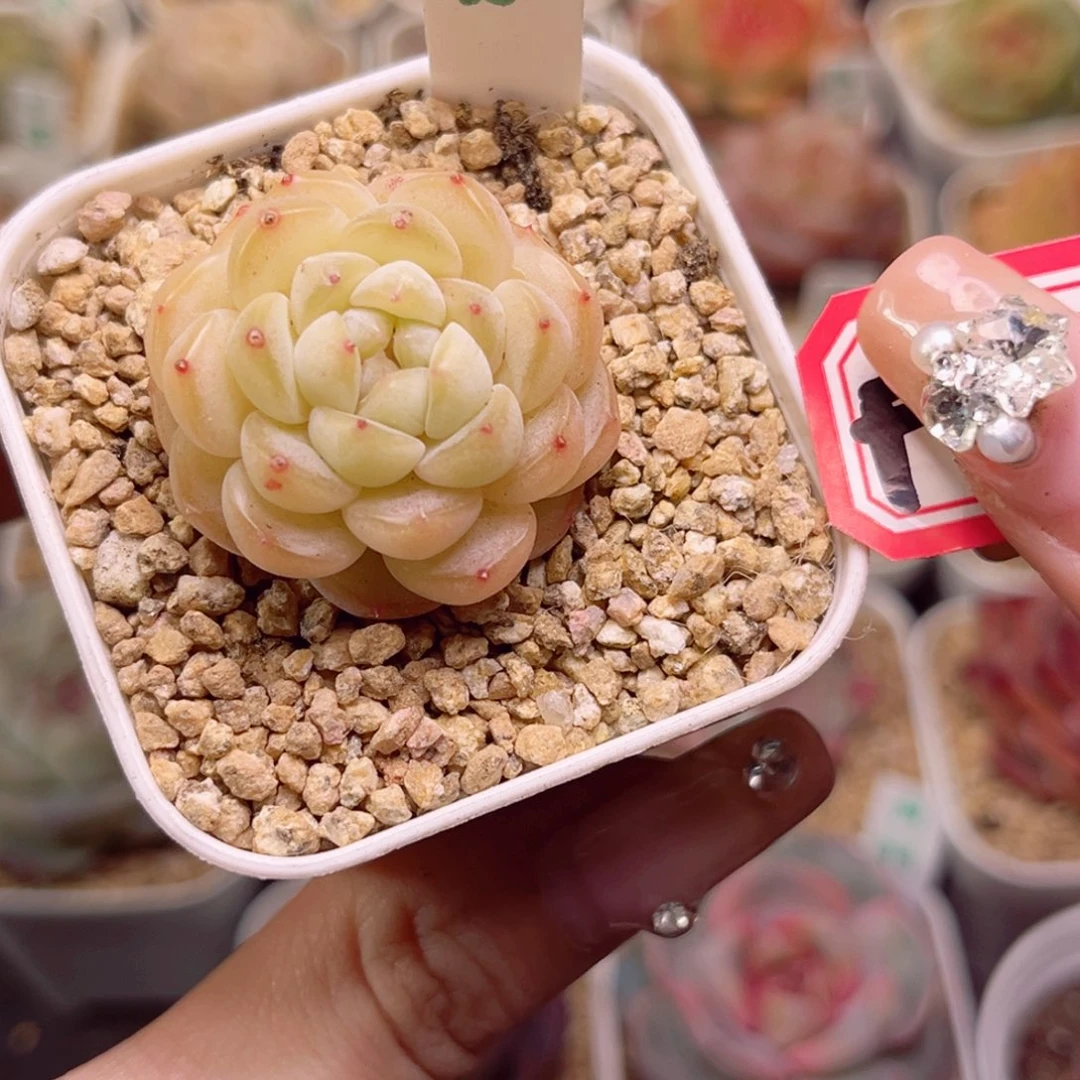 叶*F392小奶龙一物一拍