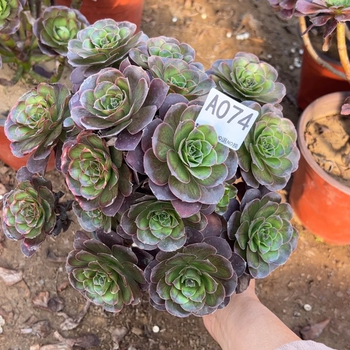 魅金多肉植物074.