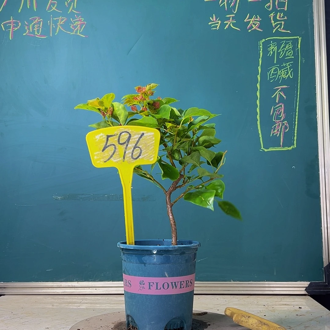当前无花栽培后可以开花  炸炸炸  落日  有破皮  596