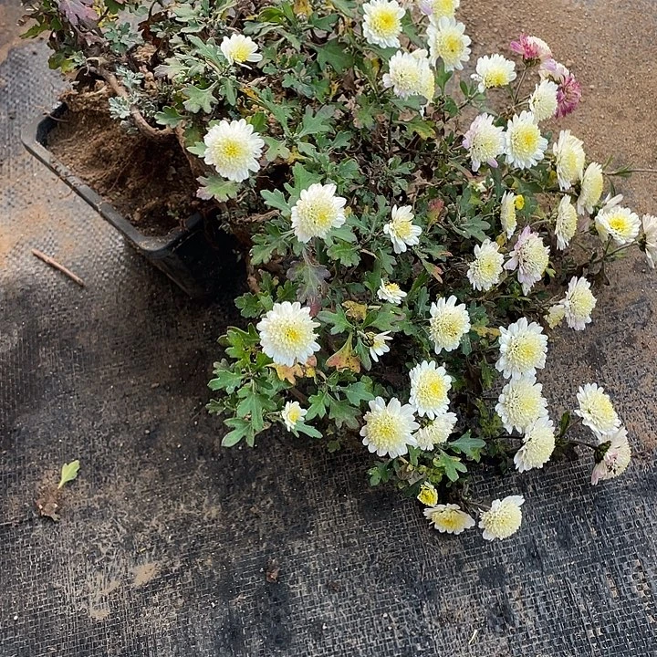 幸***笑80菊花菊花菊花菊花家