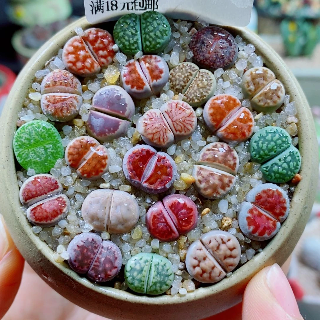 生石花花花花花花花1000