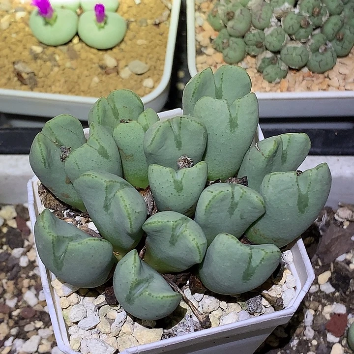 精品多肉植物精品多肉