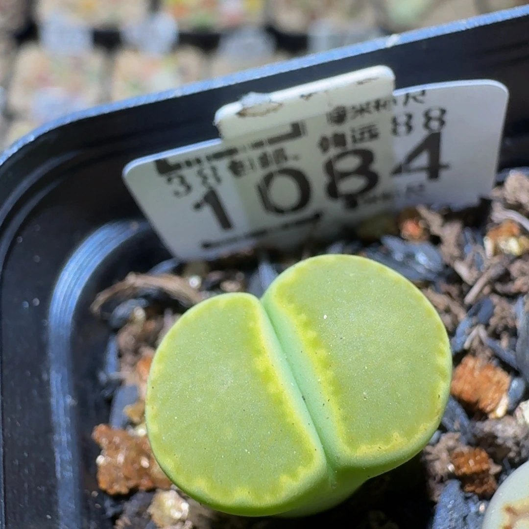 Ssss精品生石花1084高特