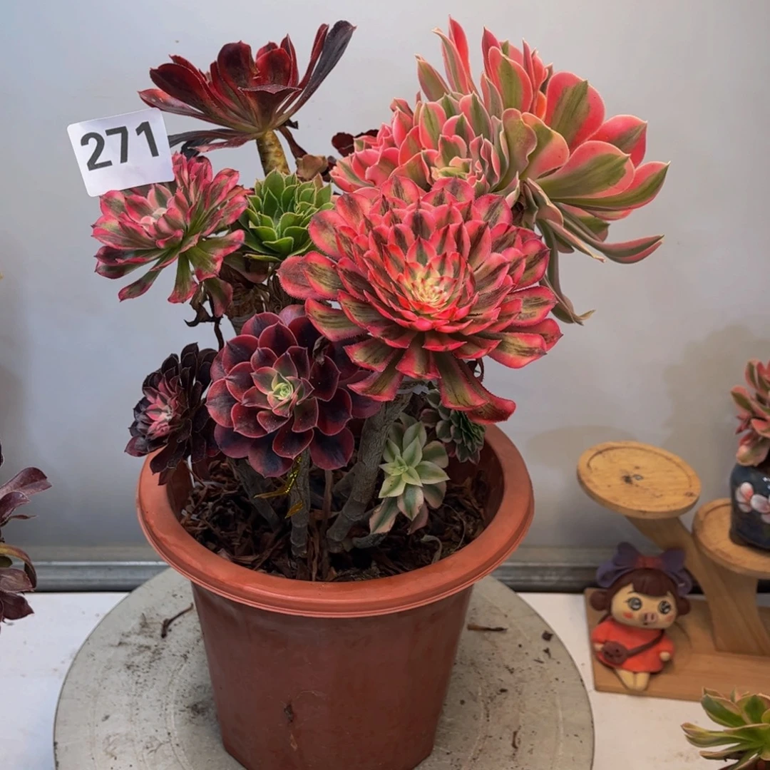 紫***香多肉植物嫁接271不包损