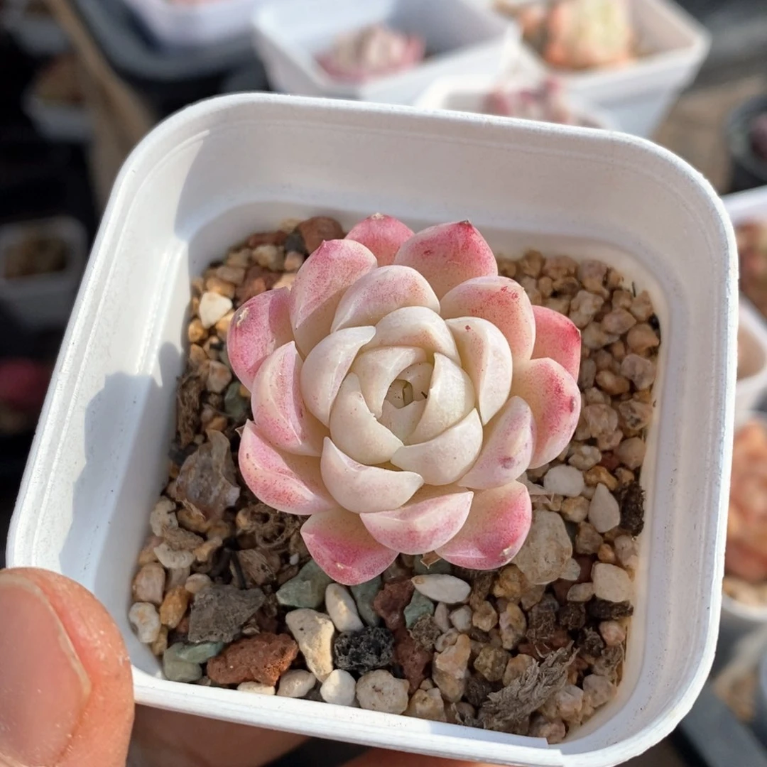 精品多肉一物一的拍172