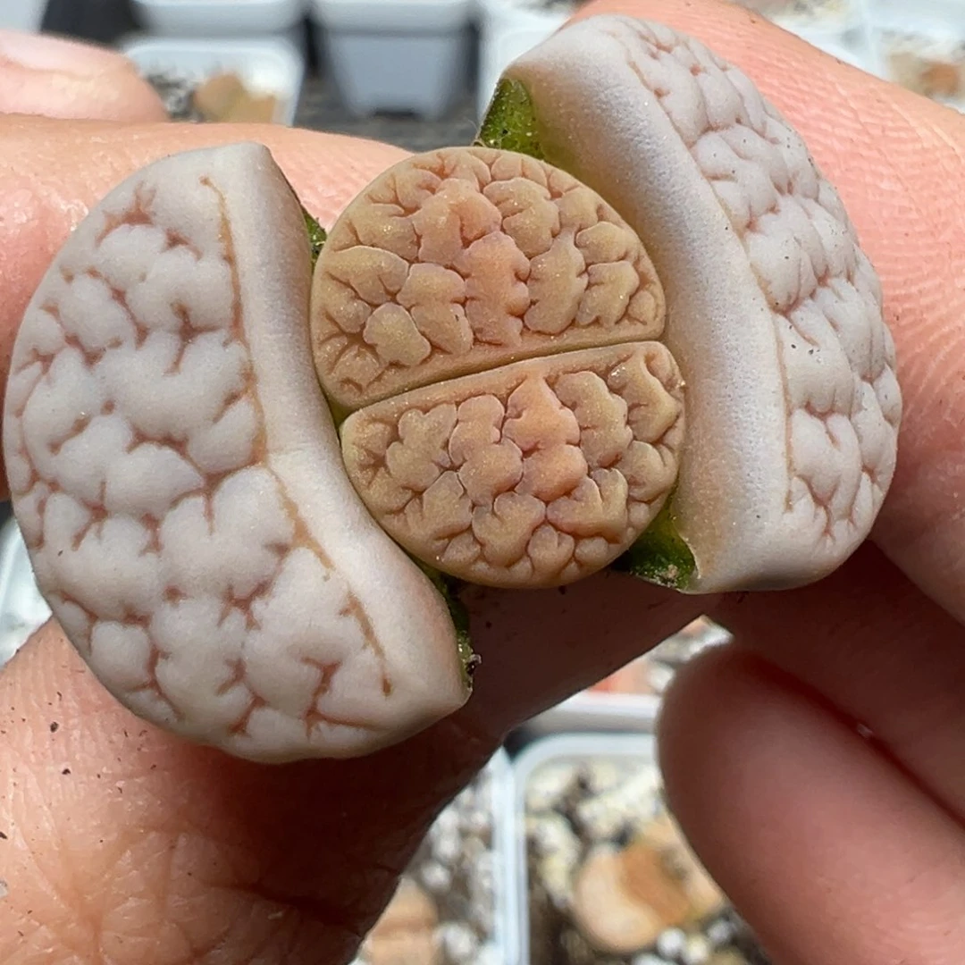 【闪购商品】1047……