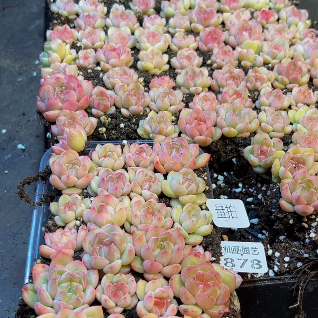 878量拍一盒保底24颗