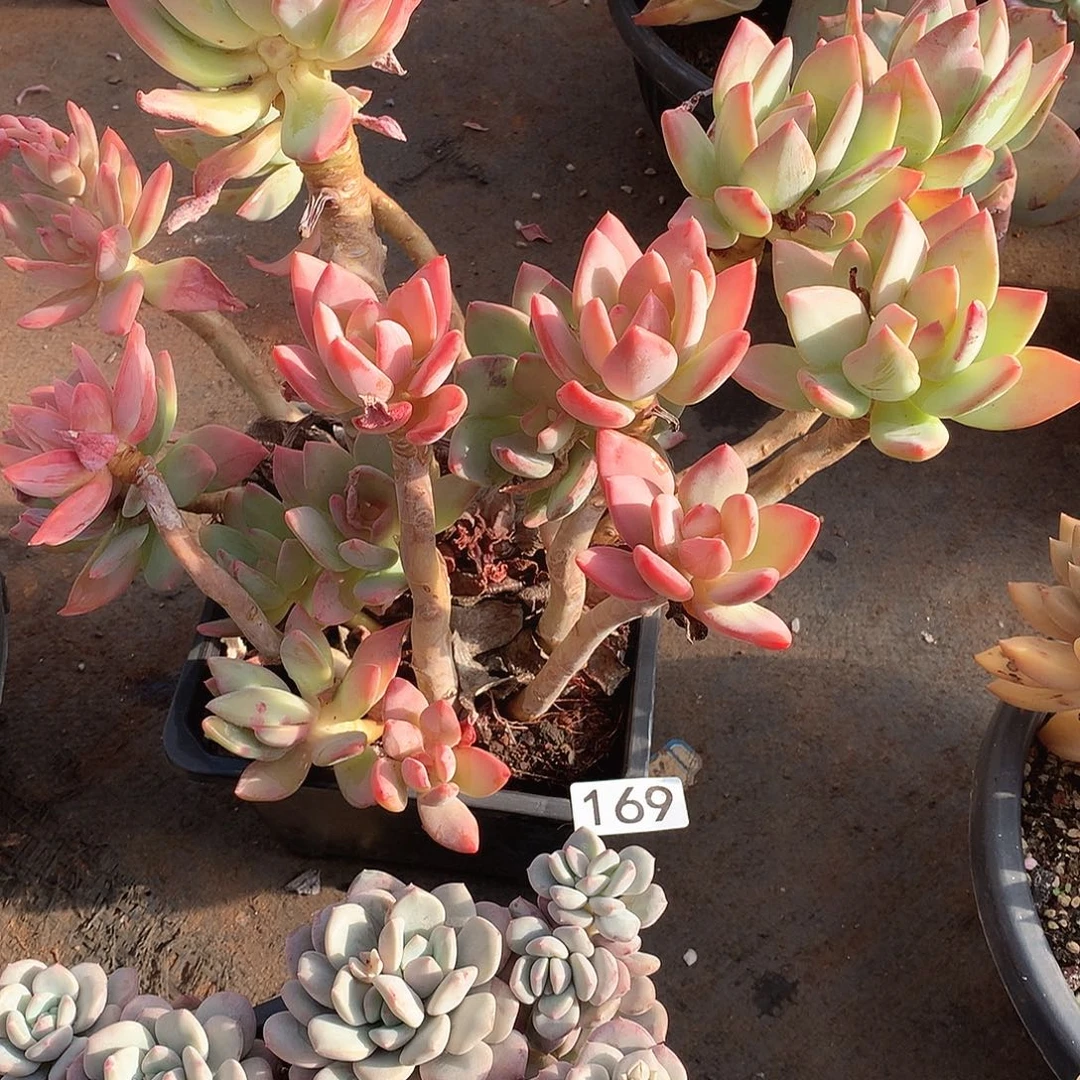 169 一物一拍多肉