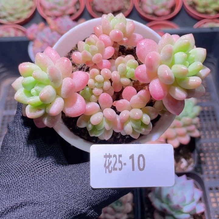 花利美25-10洛可可
