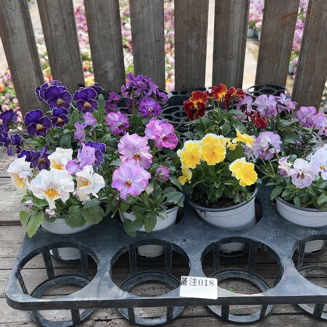 【闪购商品】018号