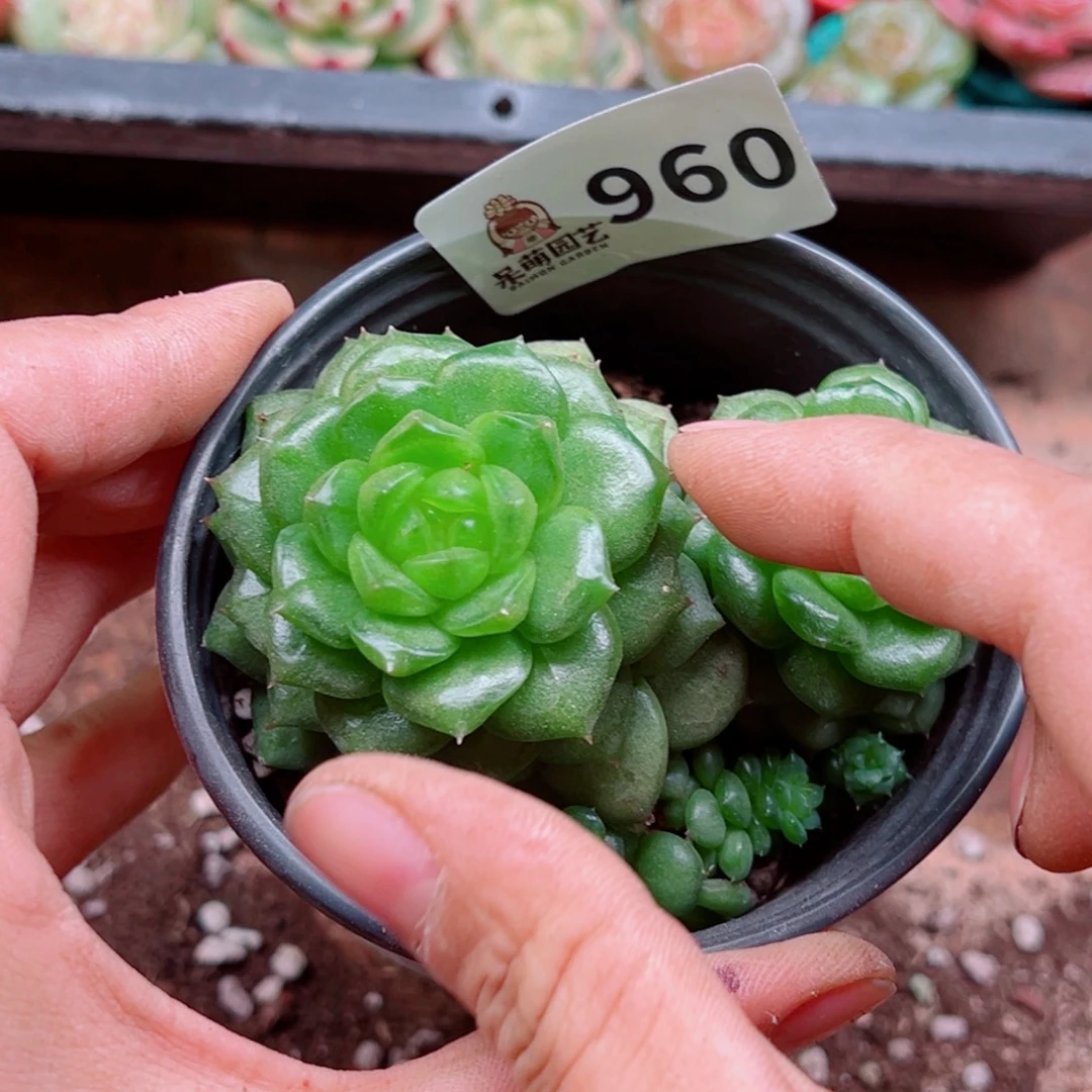 多肉植物多肉植物