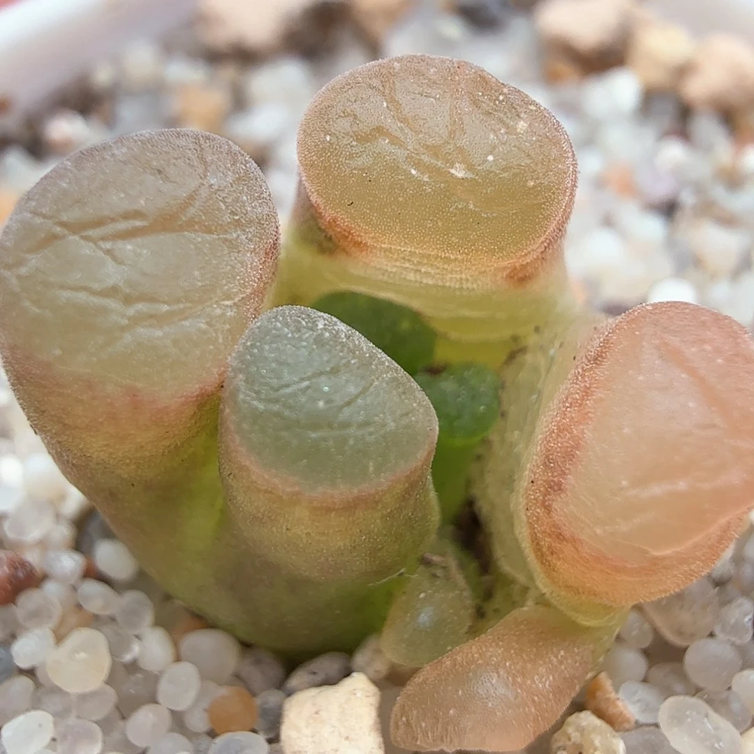 1.19.37/班克磁铁缀化卷/多肉