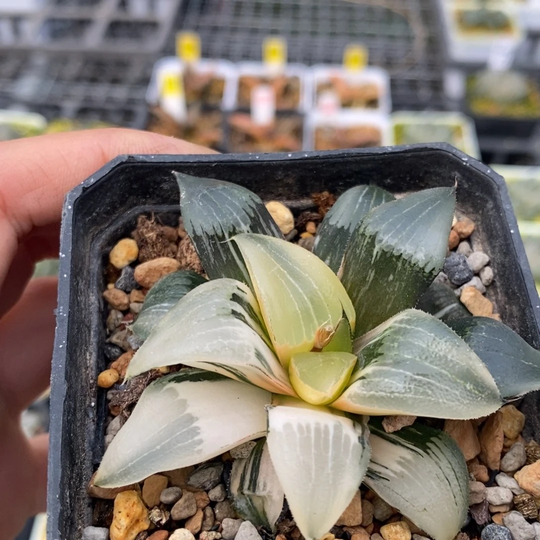 181号裹克实生多肉葡萄