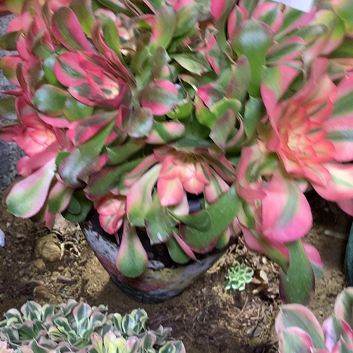 半***过214多肉植物一物一拍